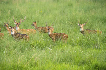 Sika or spotted deers herd in the elephant grass