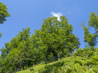 Fagus sylvatica. Hêtres communs de Forêt-Noire en Allemagne 