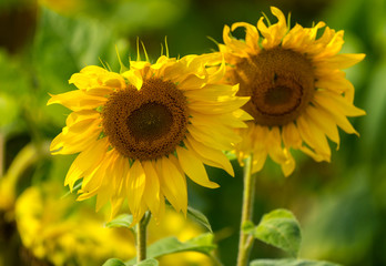 Obraz premium Sunflower and bees in the garden