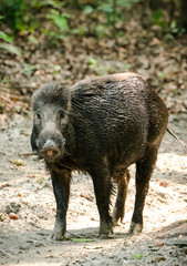 Wild boar male feeding in the jungle
