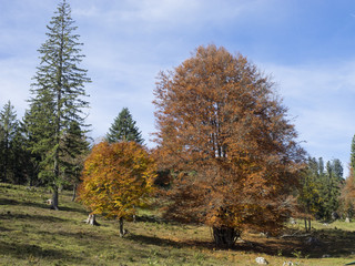 Fagus sylvatica. Houppiers de hêtres communs de Forêt-Noire en Allemagne aux couleurs cuivrées d'automne. 