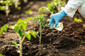 Scientist or microbiologist adds fertilizer to the soil . The concept of soil quality and farming - obrazy, fototapety, plakaty