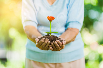 Gardening concept. Old woman holding a new plant