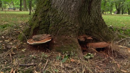 Close-up of a brown fungus tinder flat Ganoderma applanatum growing on a tree in a foothill park, Nalchik, North Caucasus
