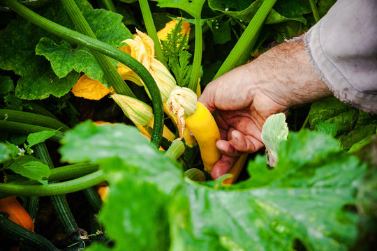 jardin potager organique naturel biologique l&eacute;gumes courges et potirons  de la terre &agrave; la cuisine