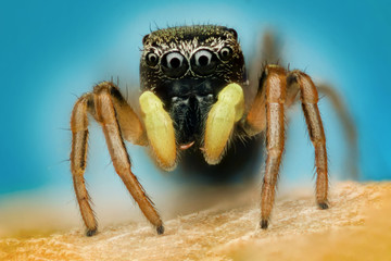 spider in extreme macro