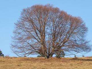 Fagus sylvatica. Houppiers de hêtres communs de Forêt-Noire en Allemagne 