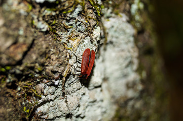 Insetto nel bosco