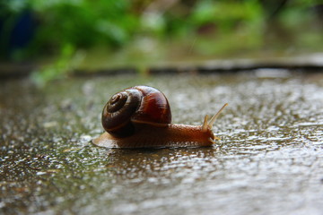 snail on asphalt