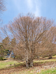 Fagus sylvatica. Houppiers de hêtres communs de Forêt-Noire en Allemagne 
