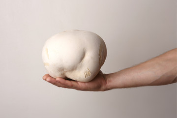 Mushroom Giant puffball on man hand. Big edible mushroom Calvatia gigantea.