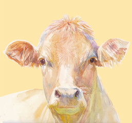 Vector illustration of a watercolor muzzle cow. Cow isolated on ocher background. Frontal head of a cow. - 222441265