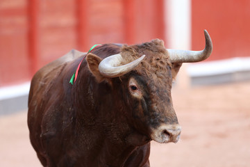 Toro bravo en la plaza