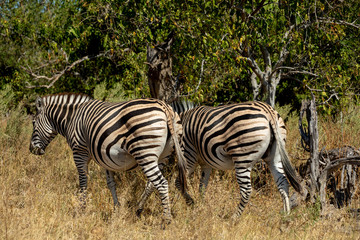 Fototapeta na wymiar Zebra in bush, Botsvana Africa wildlife