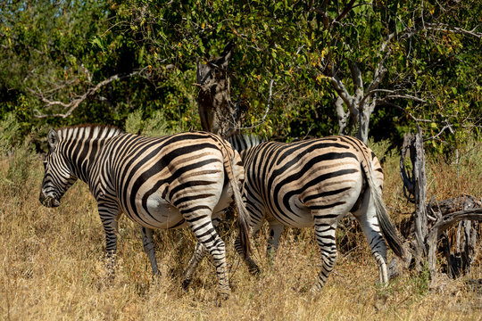 Zebra in bush, Botsvana Africa wildlife
