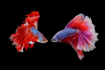 Obraz premium Rhythmic of couple red - white betta fish, siamese fighting fish betta isolated on black background