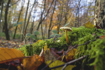 A small mushroom growing in the moss on a woodland soil in autumn