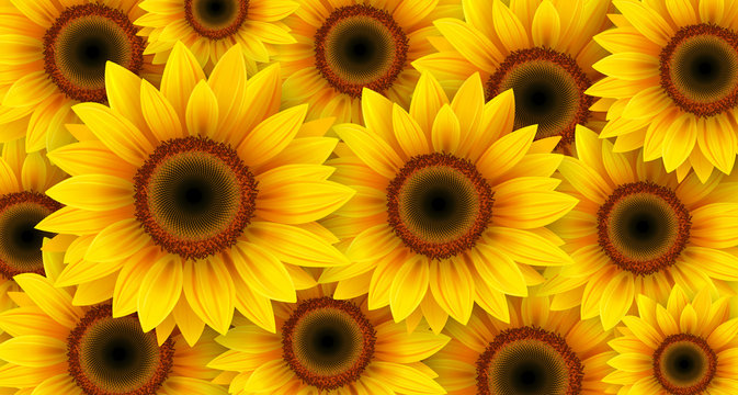 Sunflowers background, summer flowers vector illustration.