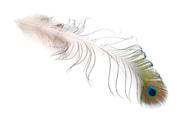 Peacocks Spotted feather isolated on white background