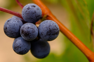 Raisin noir mur sur le vigne, macro. Rosée du matin.