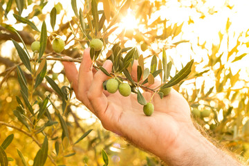 Olive branch in farmer's hand, close up - agriculture