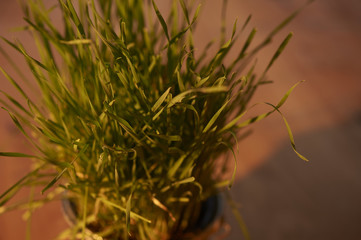 Green monring sunshine leaves in garden