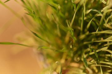 Green monring sunshine leaves in garden