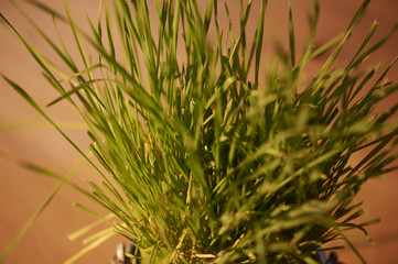 Green monring sunshine leaves in garden