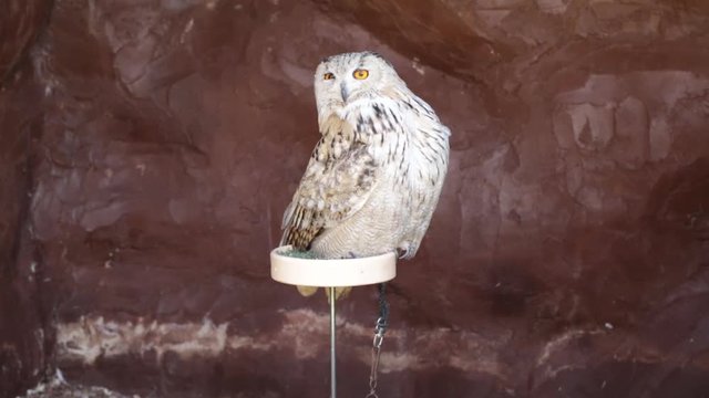 Captive siberian eagle owl (bubo bubo sibiricus) perched on an artificial innkeeper