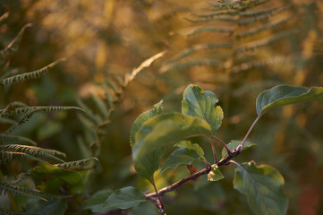 Green monring sunshine leaves in garden