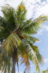 Green palm tree with coconuts