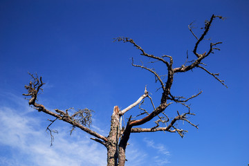 Dead tall tree