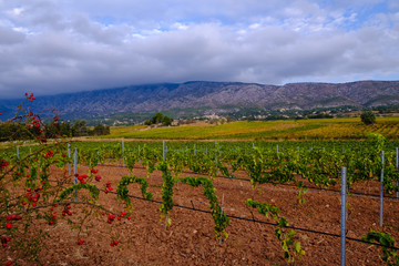 Fototapeta na wymiar Vue panoramique sur la montagne Sainte-Victoire en automne. Les vignobles au premier plan. Provence, France.