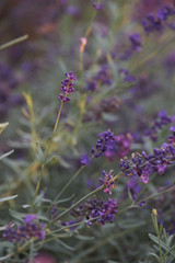 Green monring sunshine leaves in garden