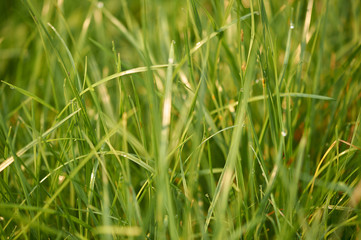 Green monring sunshine leaves in garden