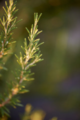 Green monring sunshine leaves in garden