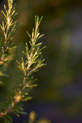 Green monring sunshine leaves in garden