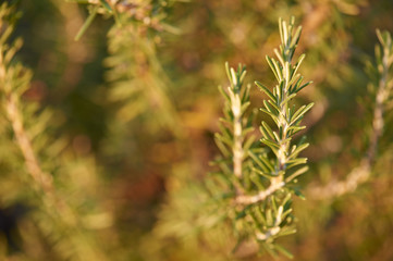 Green monring sunshine leaves in garden