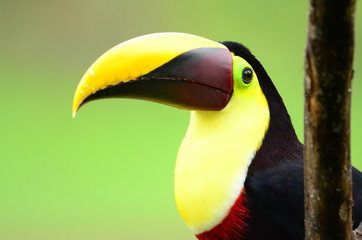 Tukan - Costa Rica
