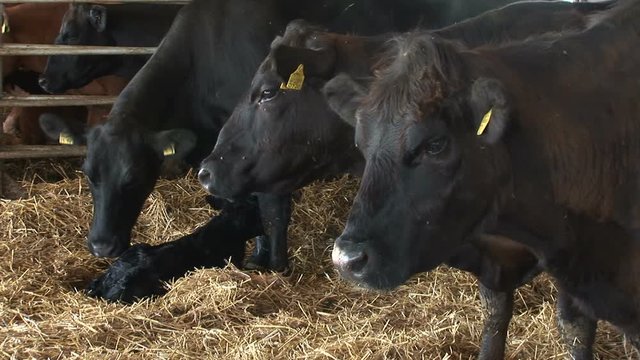 3 in 1 in a herd mother cow licking her newborn calf 