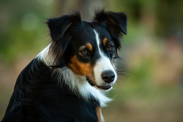 Portrait Bodercollie