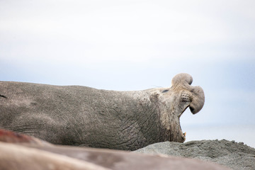 Cute Penguins Seals Sea Lions Elephant