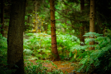 Ferns covering the ground, Natural Woodland