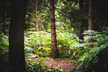 Ferns covering the ground, Natural Woodland