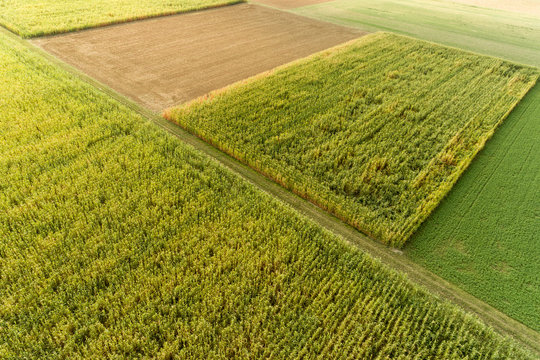 Luftbild Maisfelder kurz vor der Ernte