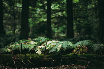 Ferns covering the ground beside a fallen tree, Natural Woodland