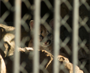 Fototapeta premium Puma jest zamknięta samotnie w klatce, ze smutkiem patrząc na wolność