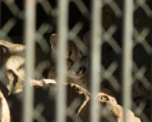 Crédence de cuisine en verre imprimé Puma Le chaton cougar est enfermé seul dans une cage, regardant tristement la liberté