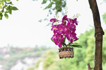 Purple Orchid Beautiful bloom Hanging at the window in the morning, good weather.