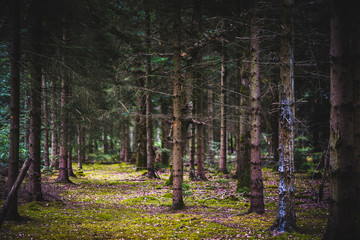 Fototapeta premium Natural Woodland Environment, UK